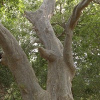 Terminalia arjuna (Roxb. ex DC.) Wight & Arn.